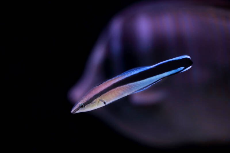 Labroides dimidiatus commonly known as bluestreak cleaner wrasse on a black background 