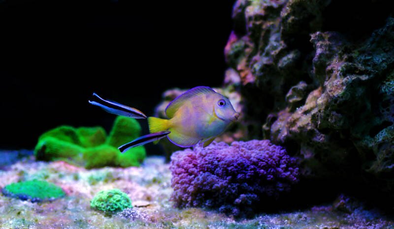 Two bluestreak cleaners wrasses cleaning a tang in a reef tank