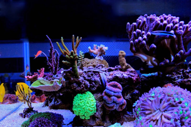 Saltwater aquarium with fish and corals