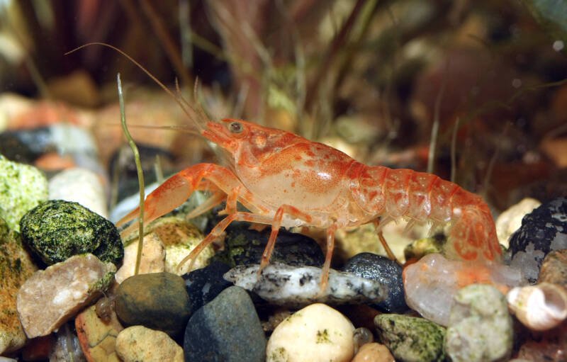 Wild Cambarellus patzcuarensis commonly known as Mexican dwarf crayfish dwelling the bottom of aquarium 