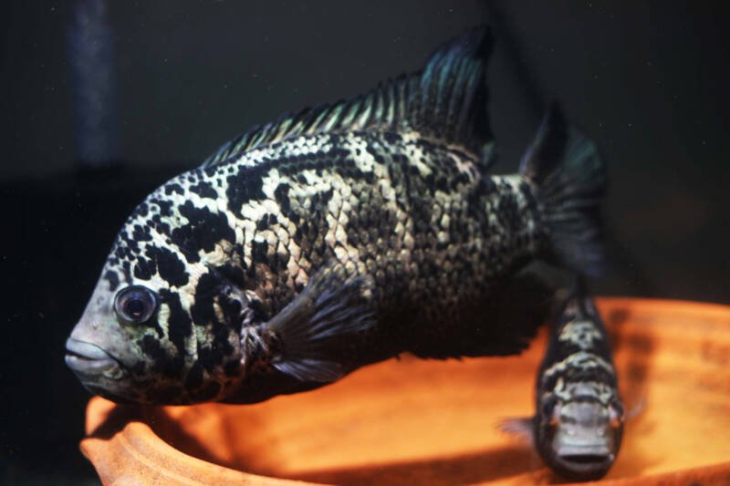 A pair of Nandopsis tetracanthus commonly known as Cuban cichlids breeding