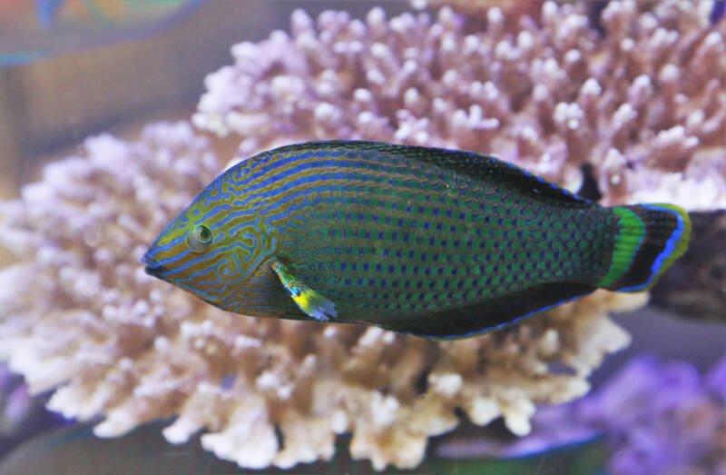 Halichoeres marginatus commonly known as dusky wrasse swimming against a coral in a reef tank