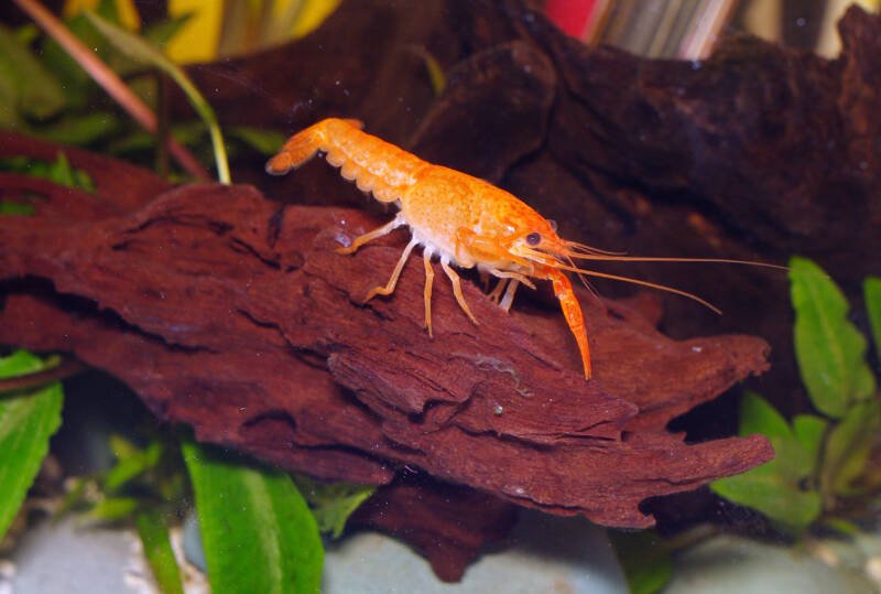 Cambarellus patzcuarensis commonly known as Mexican or CPO dwarf crayfish on a driftwood in a planted aquarium