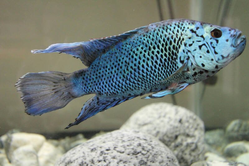 Rocio octofasciata commonly known as electric blue Jack Dempsey cichlid swimming upwards in a freshwater aquarium decorated with stones