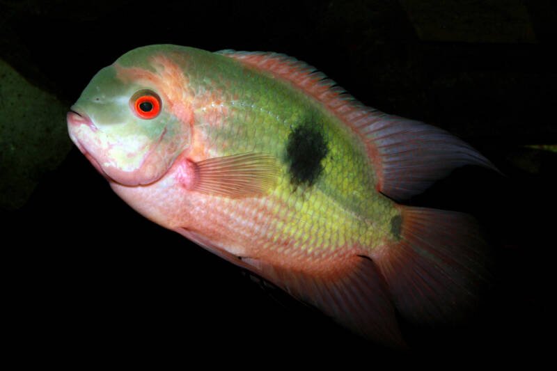 Hypselecara temporalis commonly known as chocolate or emerald cichlid on a black background