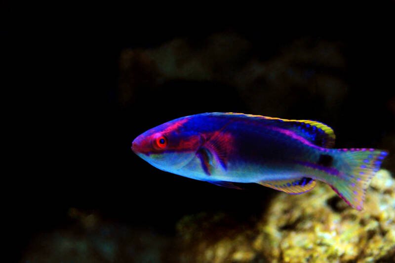 Cirrhilabrus exquisitus also known as exquisite fairy wrasse swimming in a saltwater aquarium