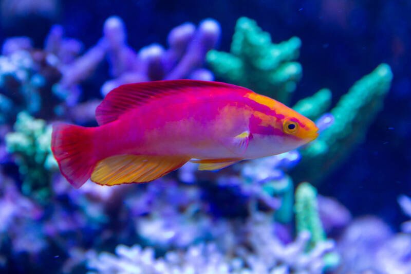 Cirrhilabrus jordani commonly known as flame fairy wrasse swimming in a reef tank