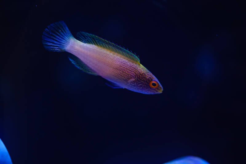 Cirrhilabrus rhomboidalis also known as golden rhomboidalis wrasse swimming downward in a saltwater aquarium