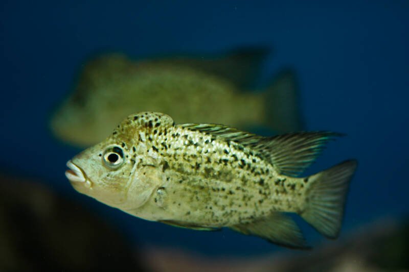 Nandopsis haitiensis commonly known as Haitian or black nasty cichlid swimming in aquarium