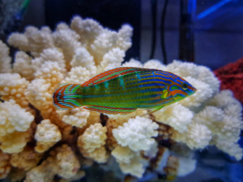 Halichoeres melanurus commonly known as Hoeven's wrasse swimming close to a coral in a reef tank