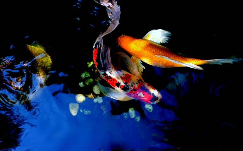 A pair of koi swimming together in a dark pond 