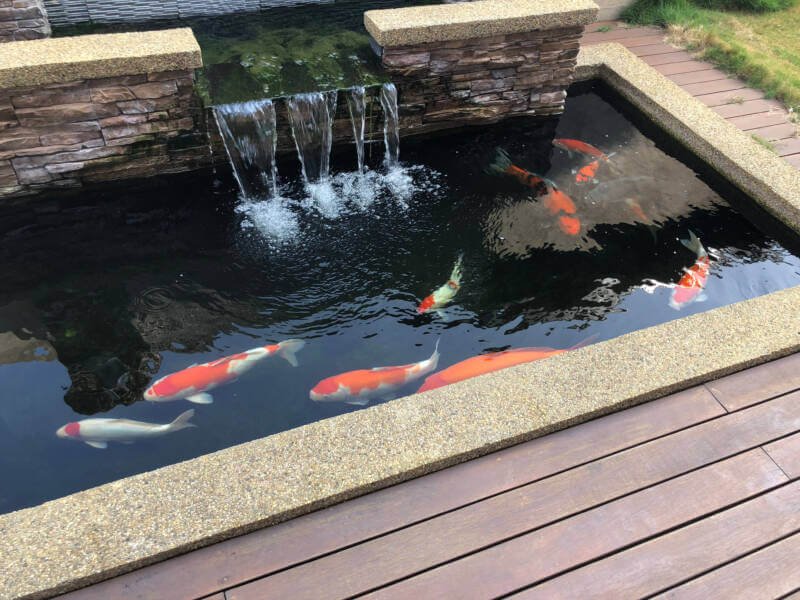 Koi pond setup with lots of space for koi swimming