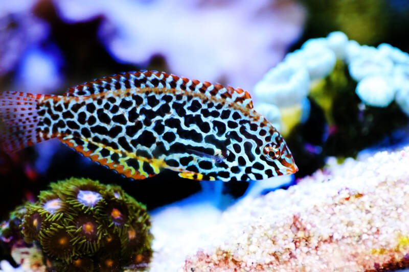 Macropharyngodon meleagris also known as leopard wrasse in a reef tank