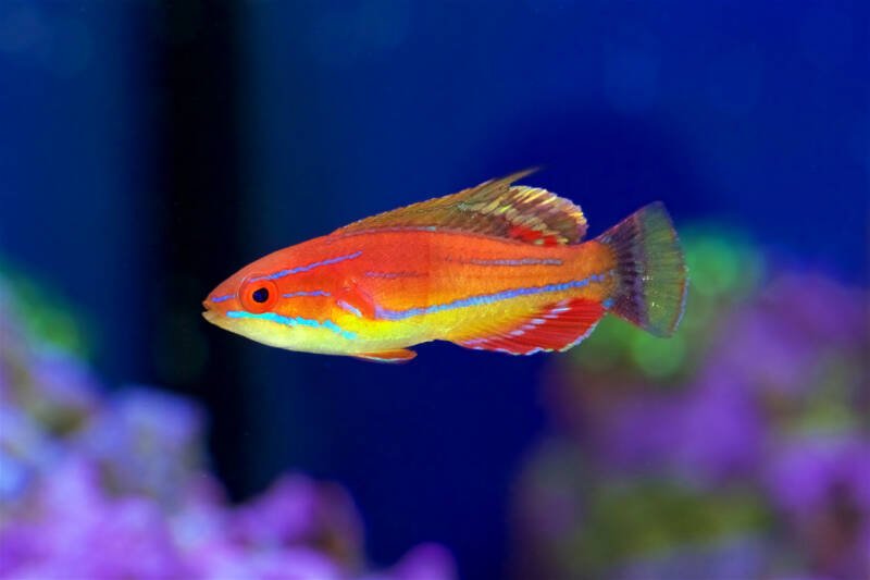 Paracheilinus mccoskeri also known as McCosker’s flasher wrasse swimming in a marine aquariume