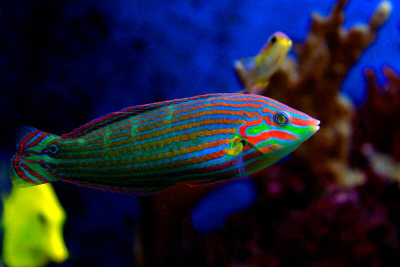 Halichoeres melanurus commonly known as Hoeven's,wrasse swimming close to a coral in a reef tank