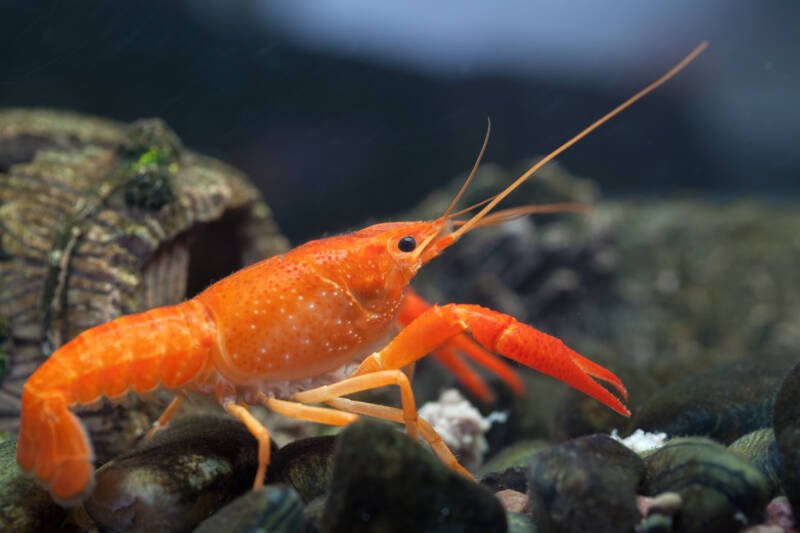 Cambarellus patzcuarensis also known as Mexican orange freshwater crayfish on the aquarium bottom