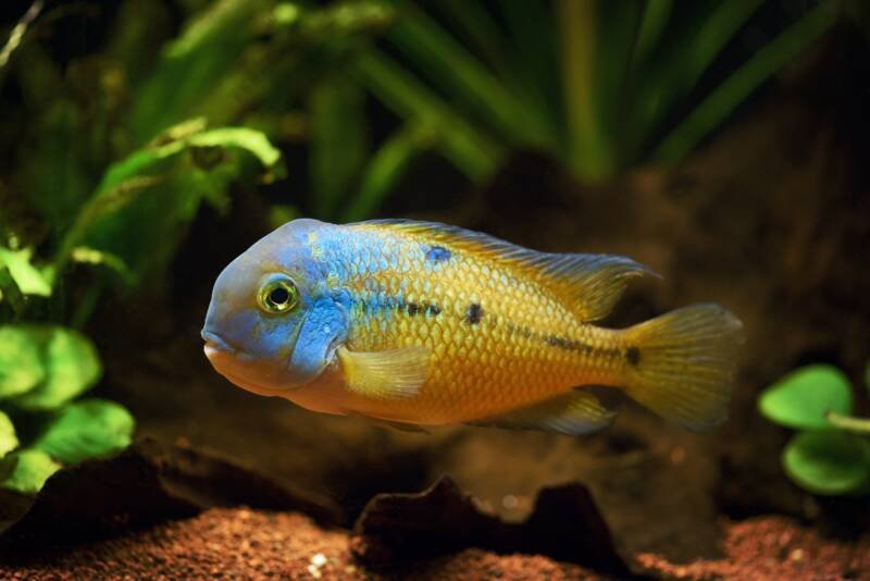 Hypsophrys nicaraguensis commonly known as moga cichlid swimming in a planted aquarium