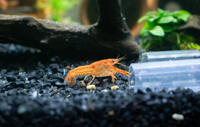 Orange dwarf crayfish crawling near transparent PVC pipe on the aquarium bottom