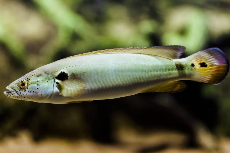 Crenicichla lenticulate commonly known as pike cichlid in aquarium
