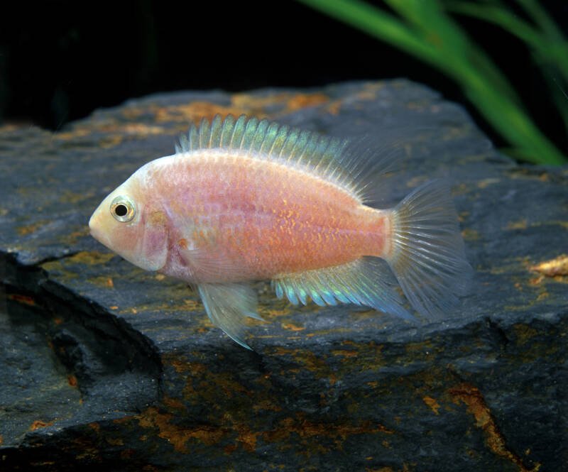 Archocentrus nigrofasciatus commonly known as pink convict cichlid swimming against a rock in a freshwater aquarium