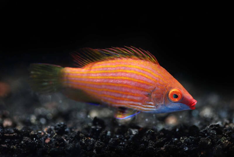 Pseudocheilinops ataenia commonly known as pink-streaked wrasse swimming at the bottom in a saltwater aquarium