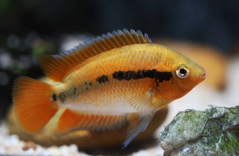 Archocentrus multispinosus commonly known as rainbow cichlid swimming near a rock in a freshwater aquarium
