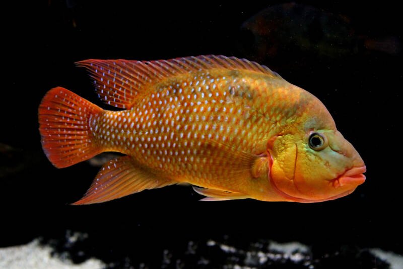 Cichlasoma festae commonly known as red terror cichlid on a black background in aquarium