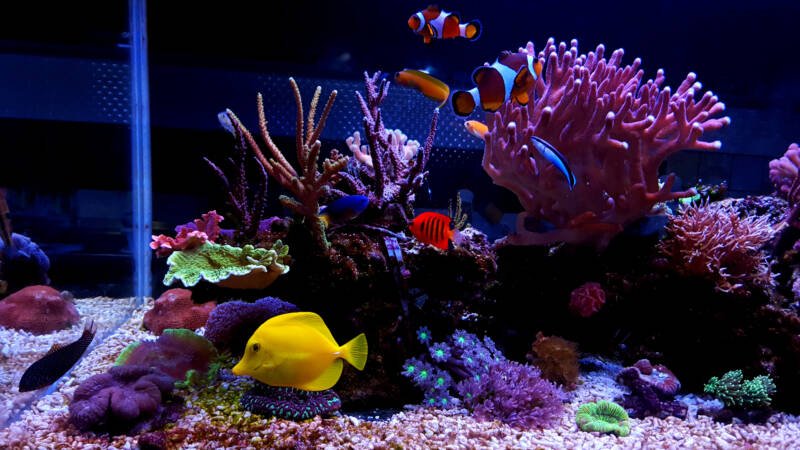 Reef tank with saltwater fish