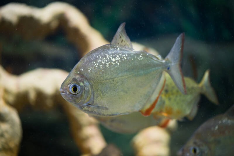 Metynnis argenteus commonly known as silver dollar fish swimming in a decorated aquarium