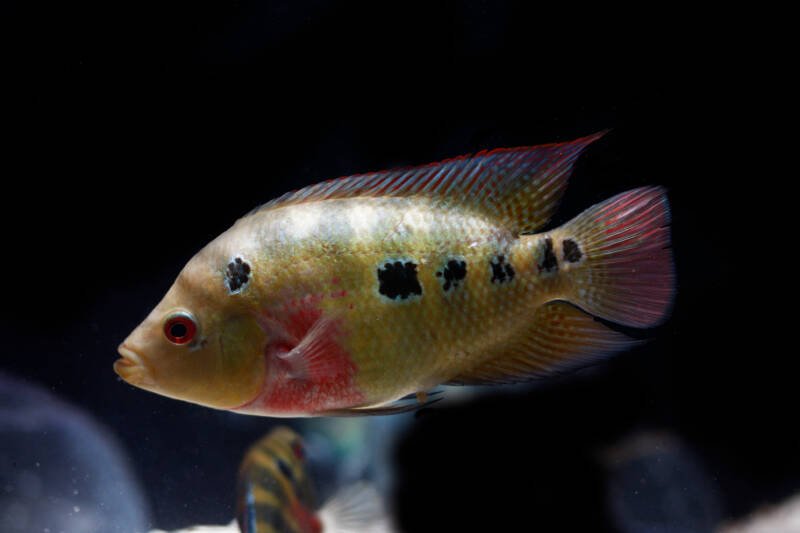 Cichlasoma trimaculatum also known as trimac cichlid or three spot cichlid swimming in aquarium under dimmed light