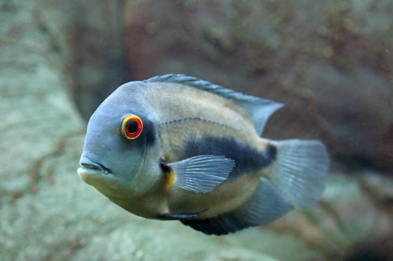Uaru amphiacanthoides commonly known as uaru cichlid swimming against a rock