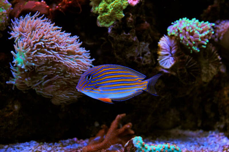 Acanthurus lineatus also known as clown tang or blue lined surgeonfish swimming against corals in a reef tank