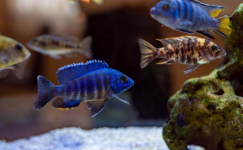 Freshwater aquarium with different African cichlids