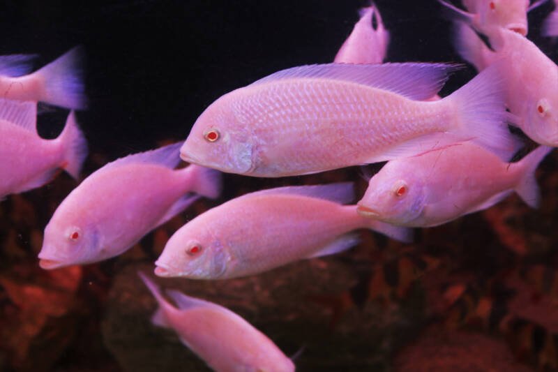 School of Aulonocara sp. commonly known as albino peacock cichlids swimming in aquarium on a black background