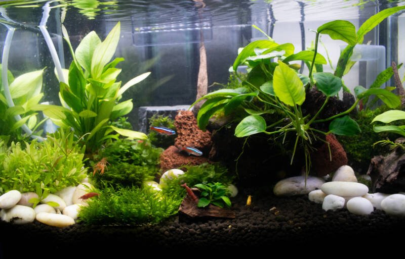 Planted freshwater aquarium with fish and shrimp