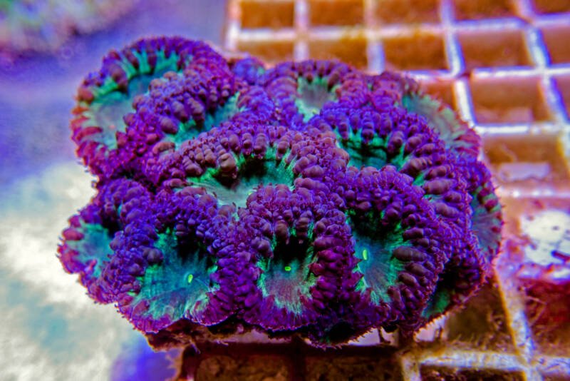 Frag of Blastomussa wellsi commonly known as blasto coral in a frag tank