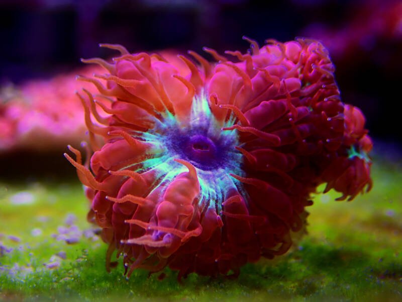 Blastomussa merletti also known as blasto LPS coral on a dark background