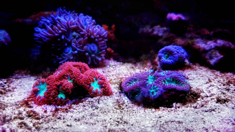 Blastomussa corals on a bottom of a reef tank with other corals