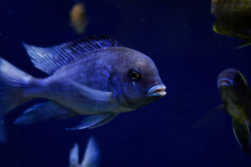 Cyrtocara moorii also known as blue dolphin cichlid swimming in a freshwater aquarium