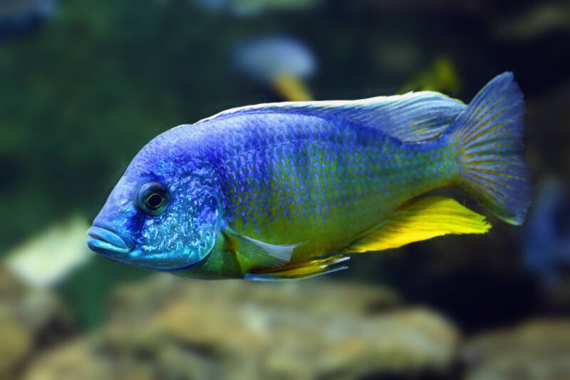 Aulonocara nyassae commonly known as blue peacock cichlid swimming in a freshwater aquarium with rocks on the bottom