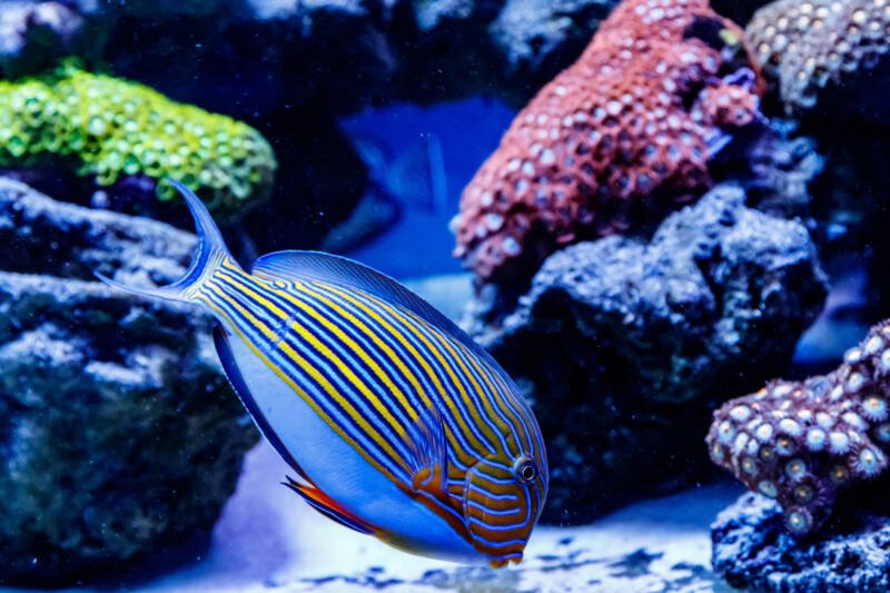 Acanthurus lineatus also known as clown tang or striped surgeonfish feeding on the bottom of a reef tank