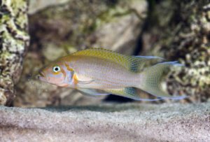 African Cichlids: 37+ Colorful Types, the Beauty of Diversity