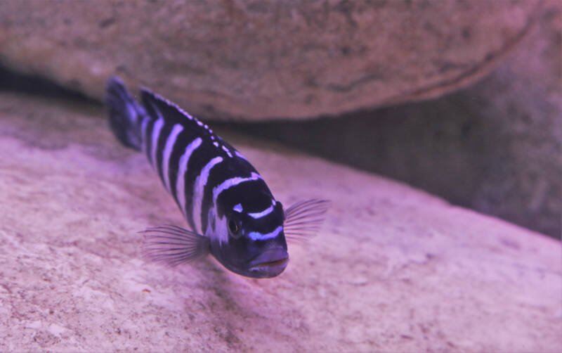 Pseudotropheus demasoni also known as demasoni cichlid swimming among the rocks in a freshwater aquarium