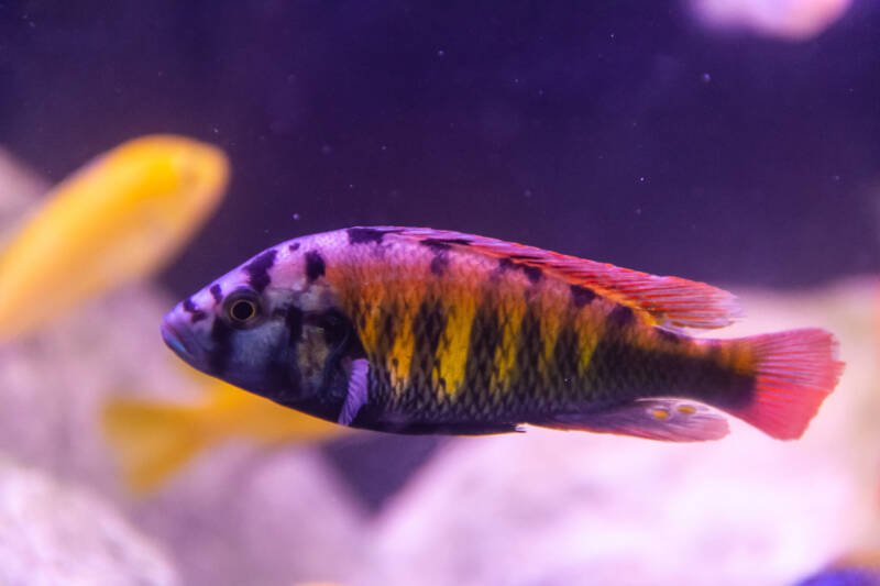 Haplochromis xystichromis commonly known as flameback cichlid swimming in a freshwater aquarium with rocks and other cichlids