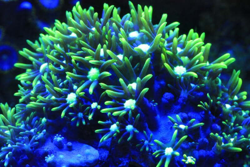 Pachyclavularia violacea also known as green star polyps coral under LED light in reef tank