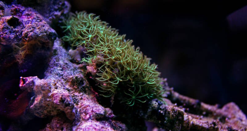 Pachyclavularia violacea also known as green star polyps coral encrusted on a live rock in reef tank