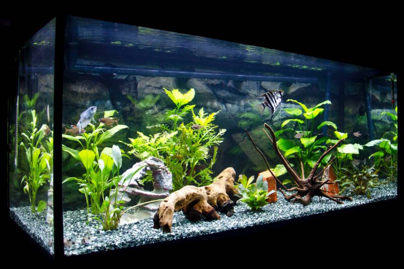 Home freshwater aquarium of 150 liters setup with fish
