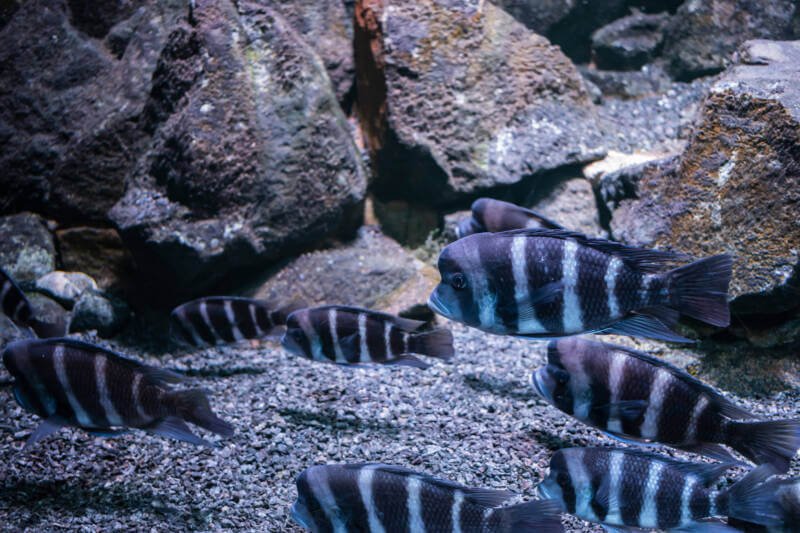 Big school of frontosas or humphead cichlids swimming in the aquarium with plenty of rocks