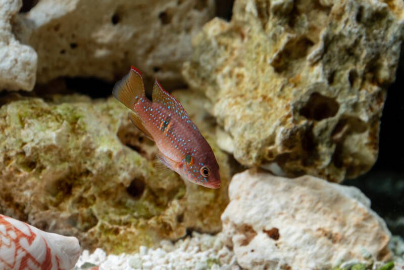 Hemichromis bimaculatus also known as jewel cichlid swimming among the rocks in aquarium