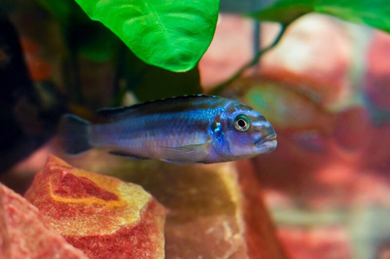 Melanochromis johannii commonly known as johanni cichlid or bluegray mbuna popping out of its hiding place in the rocks and plants in a freshwater aquarium
